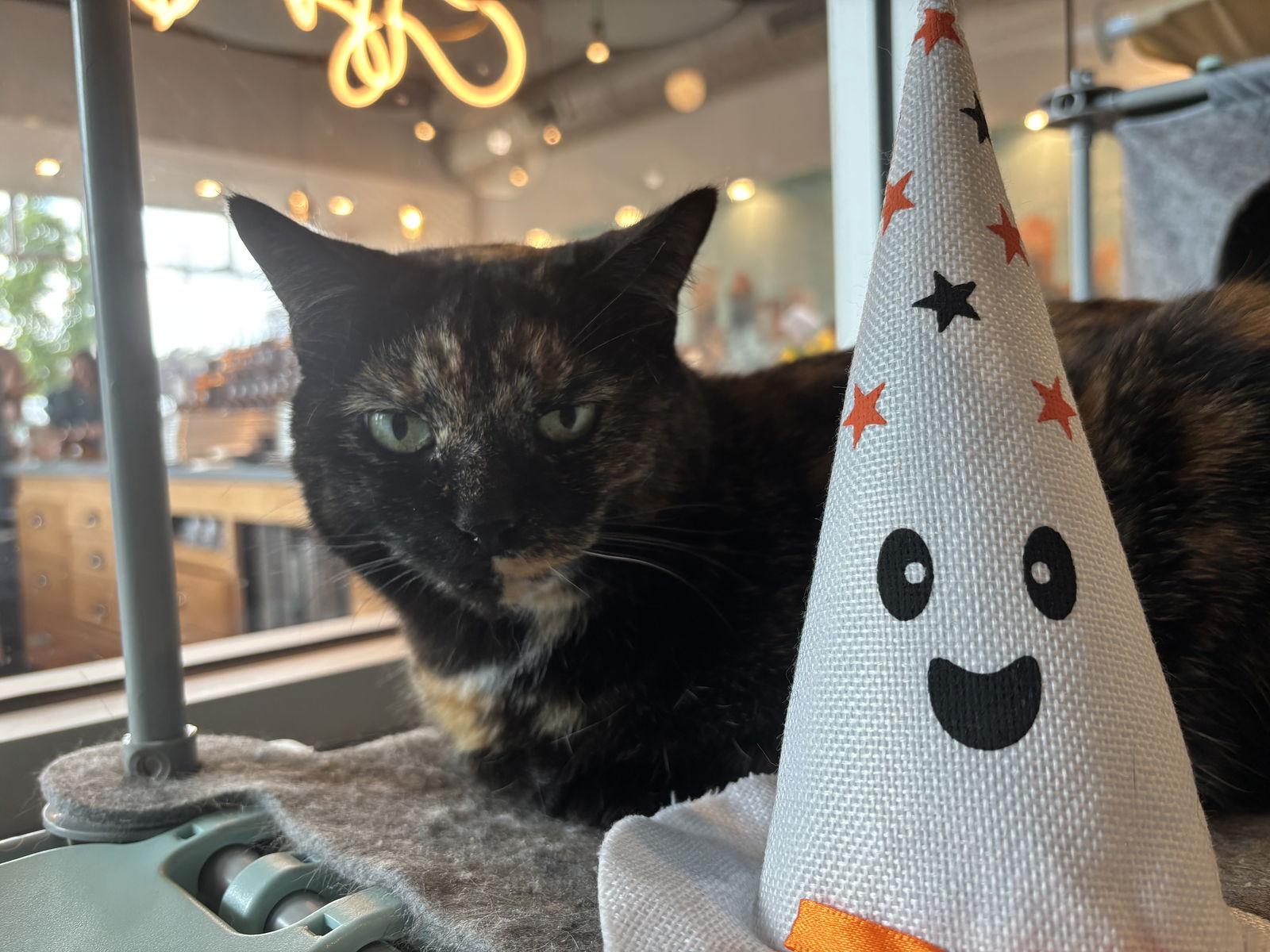 Moxie, a Adoptable Tortoiseshell in Oakboro , NC image 3/3