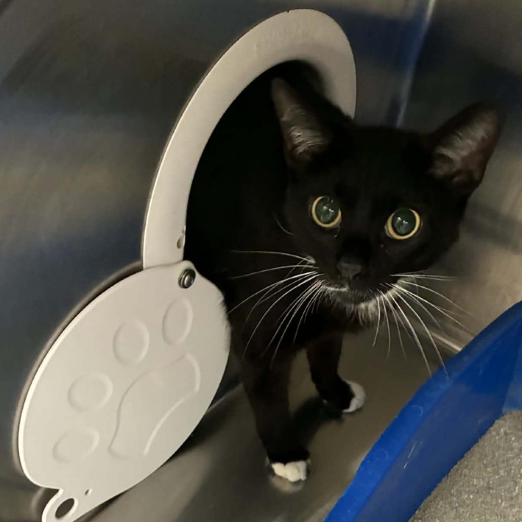 Ganache, a ADOPTABLE Domestic Short Hair in Evanston, IL image 2/2