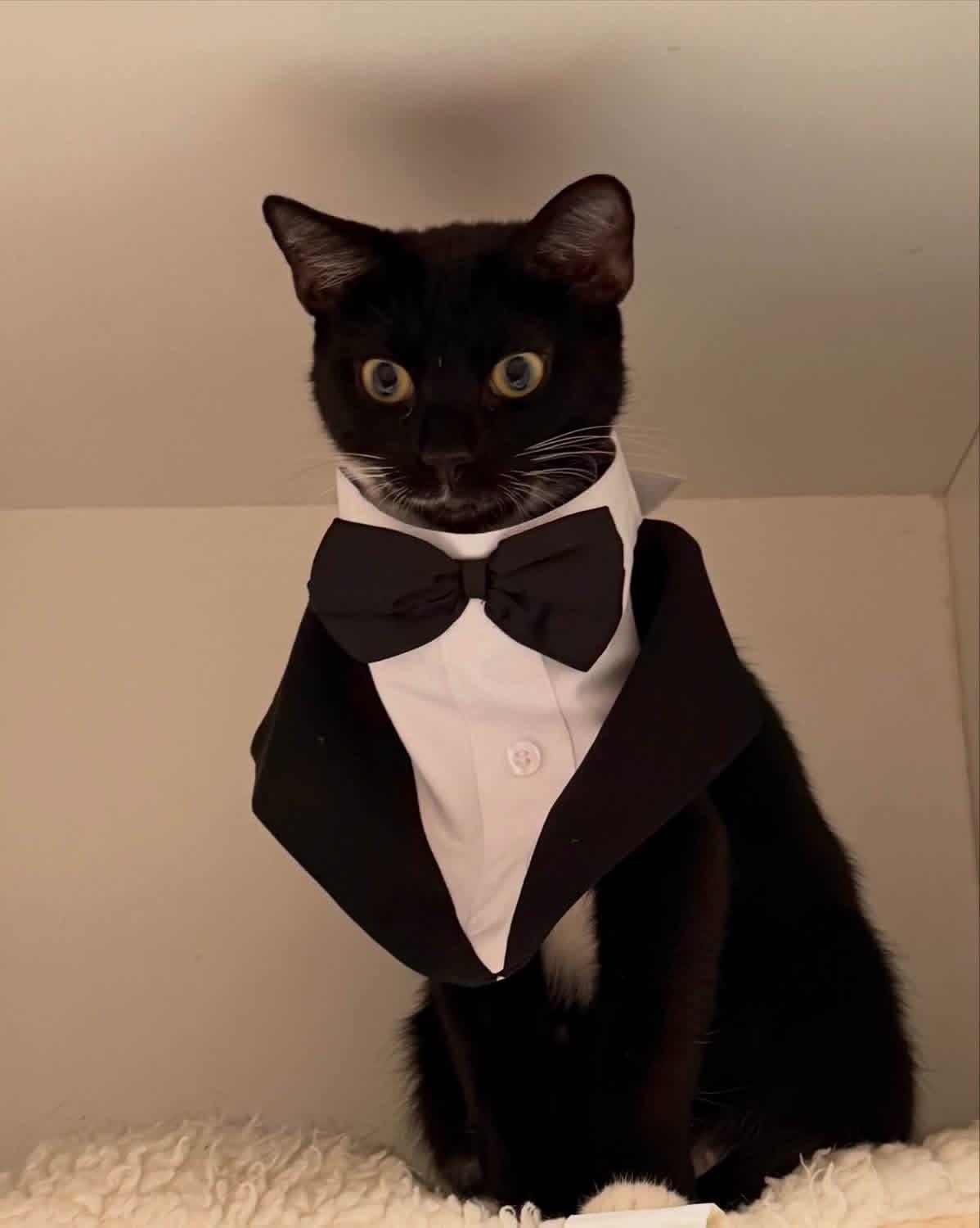 Ganache, a ADOPTABLE Domestic Short Hair in Evanston, IL image 1/2