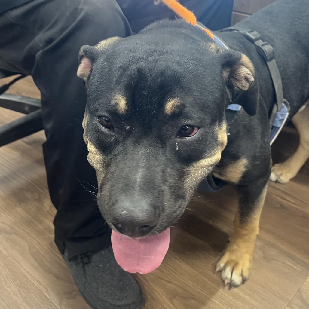 Gumbo, a Adoptable Rottweiler in Nashville, IN image 1/3