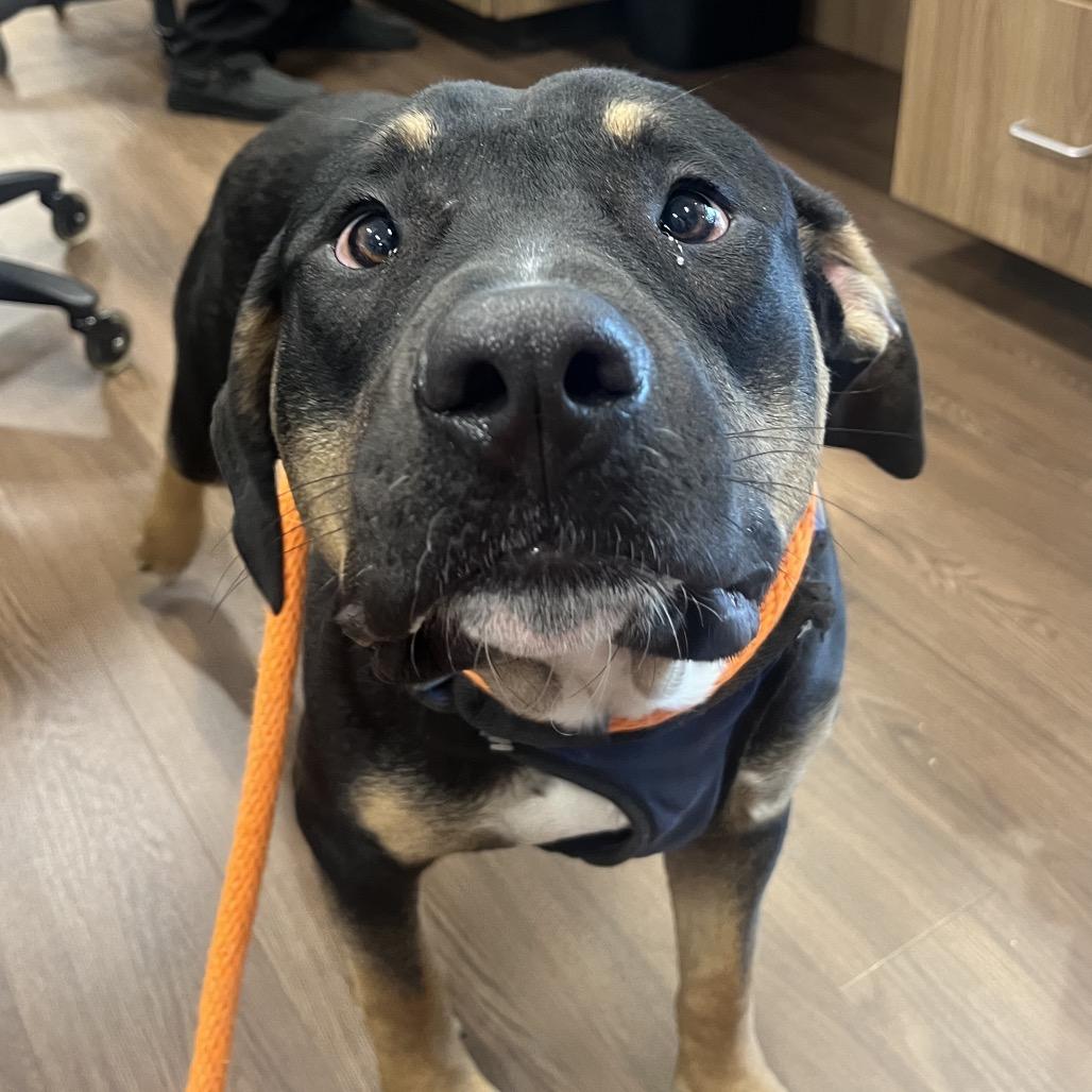 Gumbo, a Adoptable Rottweiler in Nashville, IN image 2/3