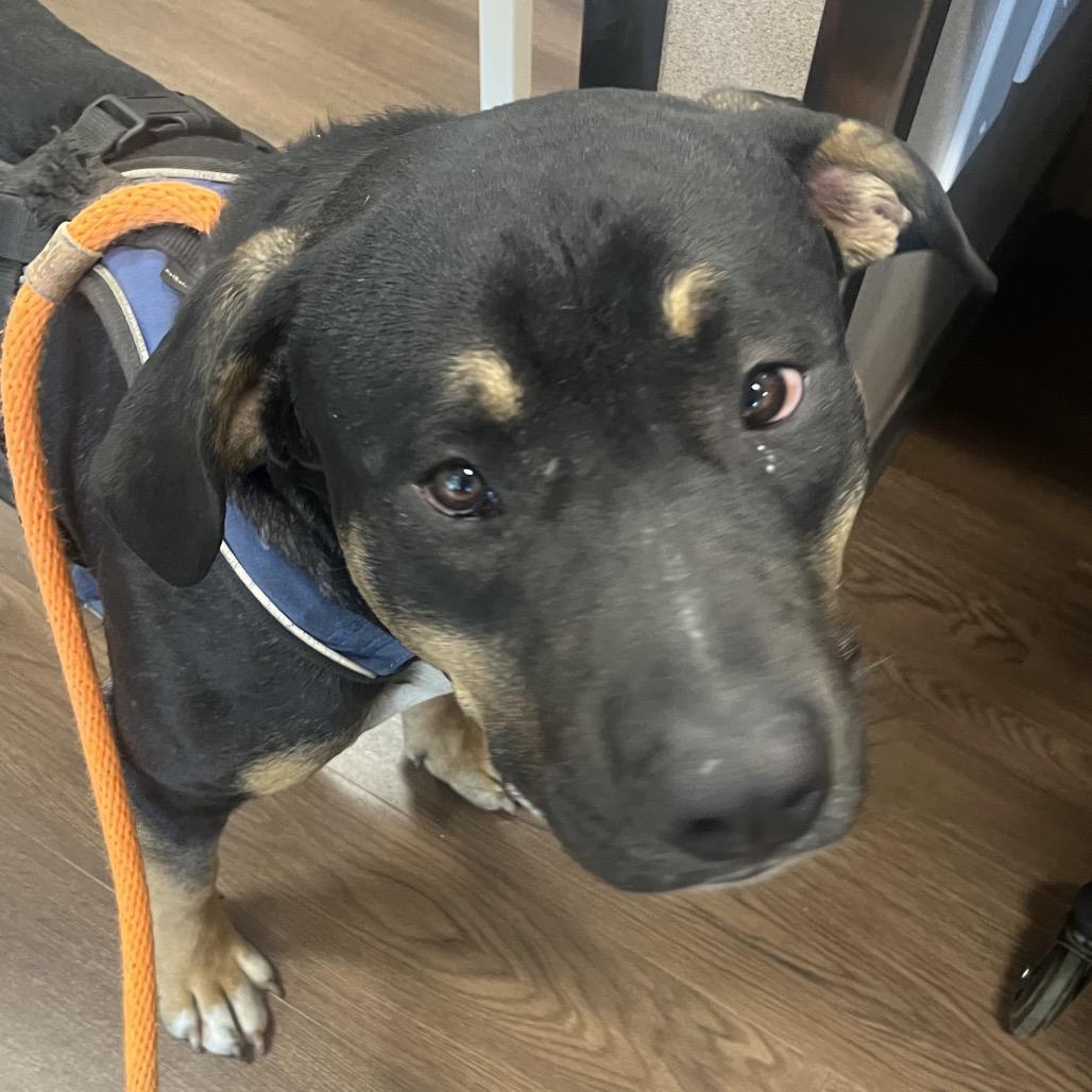 Gumbo, a Adoptable Rottweiler in Nashville, IN image 3/3