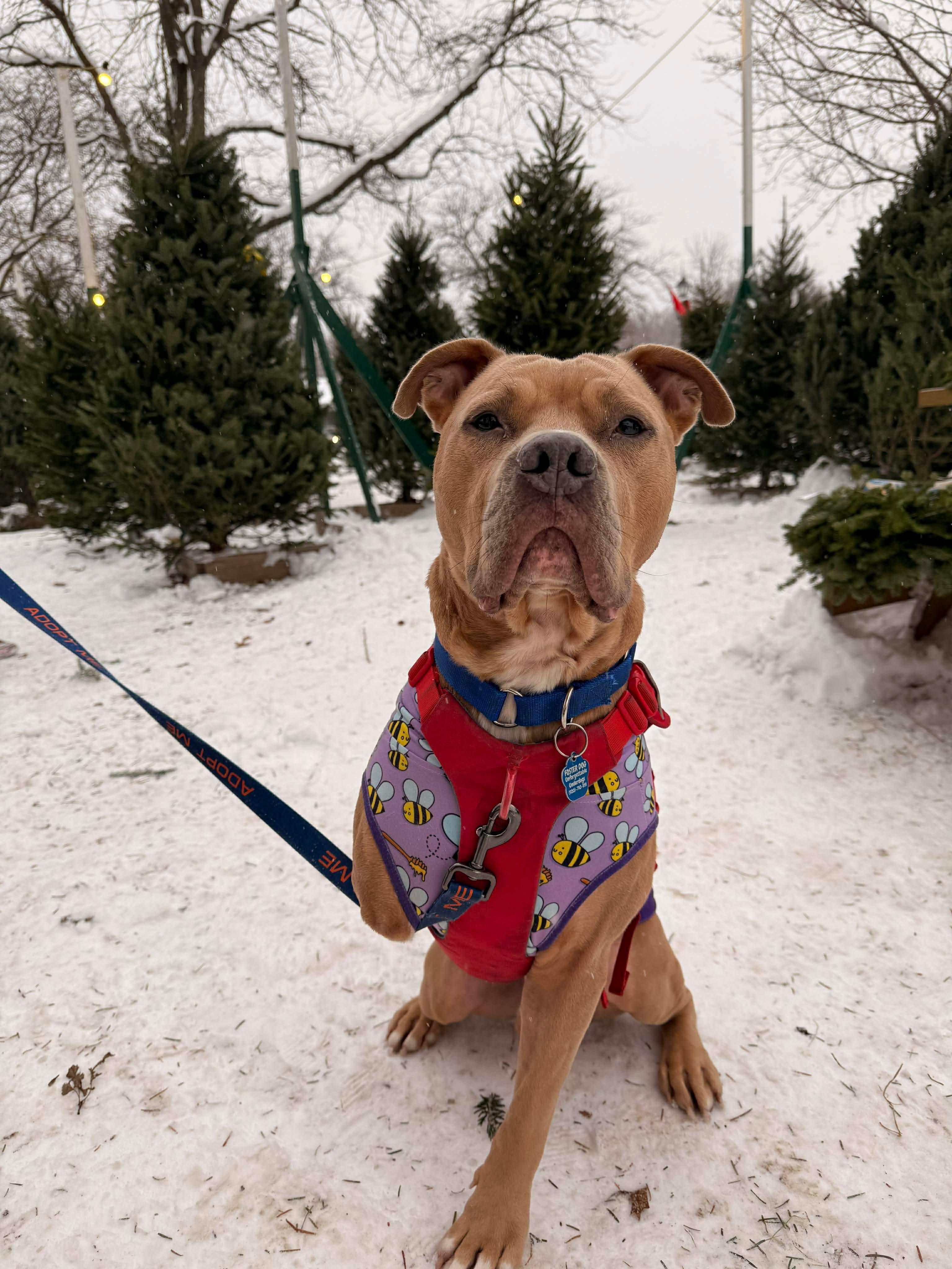 Enlarge Morris, a Adoptable mixed breed in Little Chute, WI image 1/6
