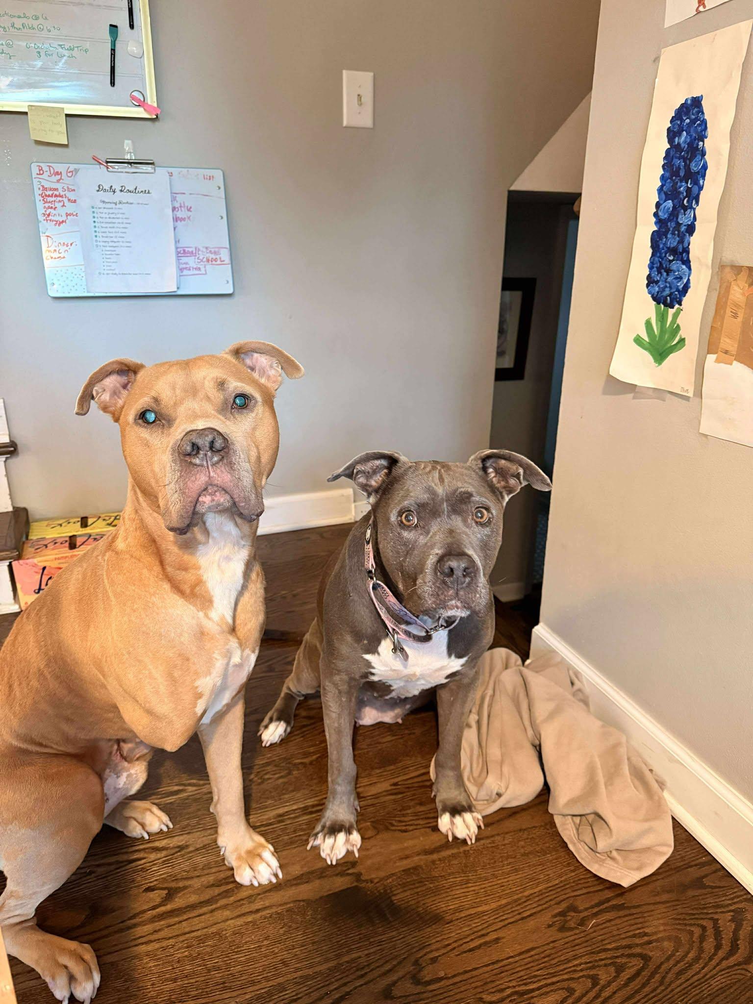 Enlarge Morris, a Adoptable mixed breed in Little Chute, WI image 4/6