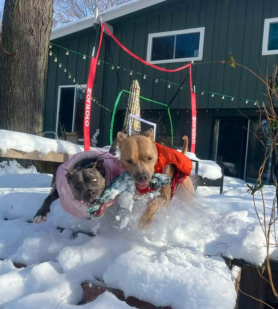 Enlarge Morris, a Adoptable mixed breed in Little Chute, WI image 5/6