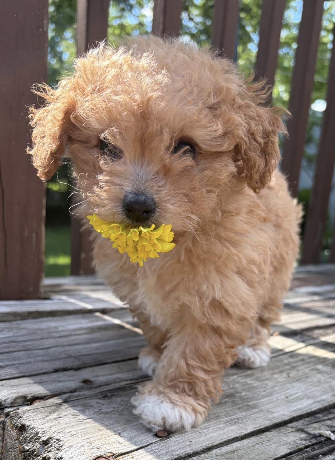 Hazel, adopted, Puppy Female Poodle.