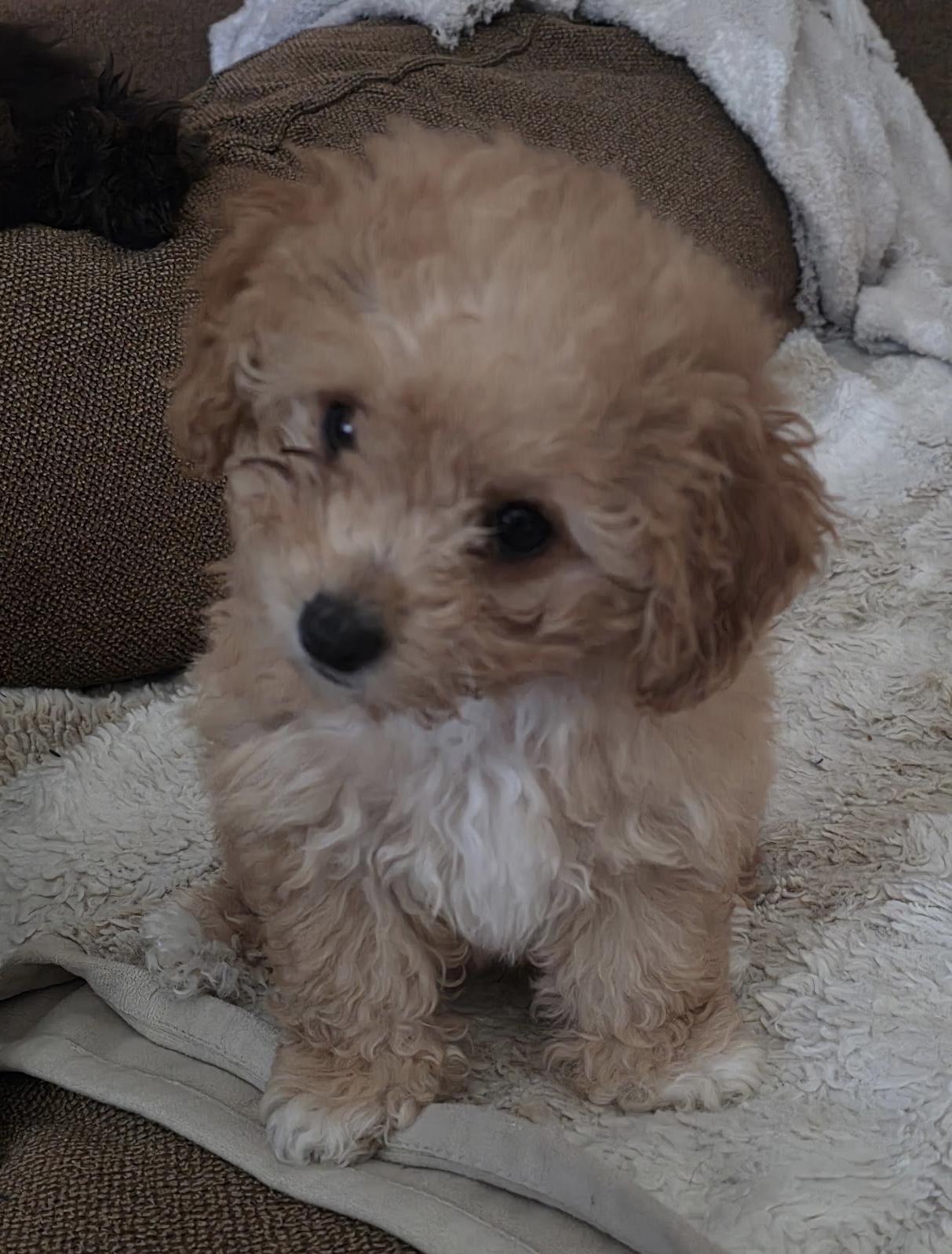 Hazel, an adopted Poodle in Overland Park, KS image 2/2