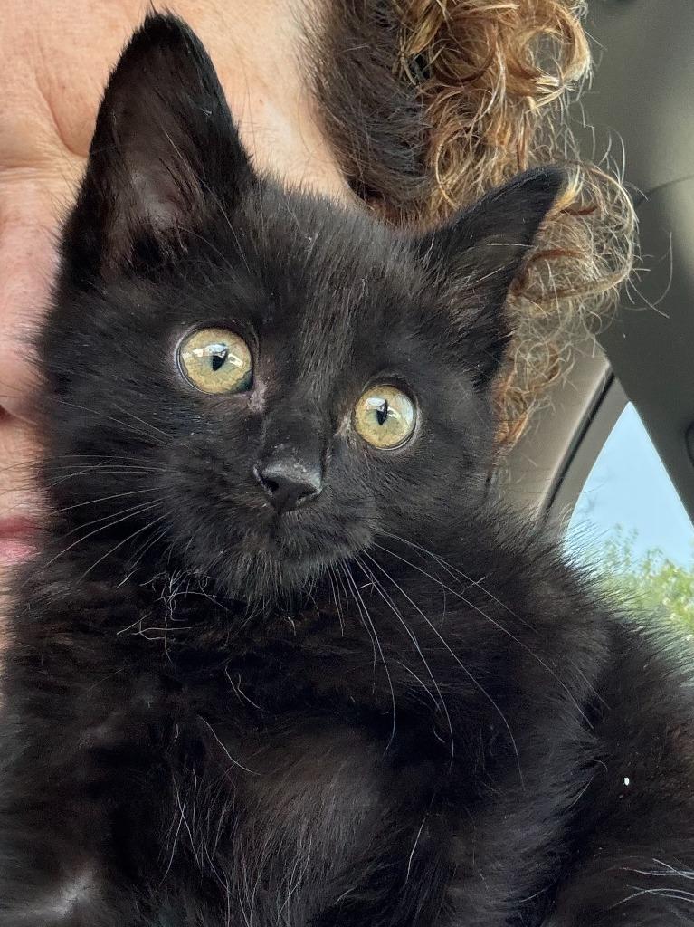 Luther, Adoptable, Young Male Domestic Medium Hair.
