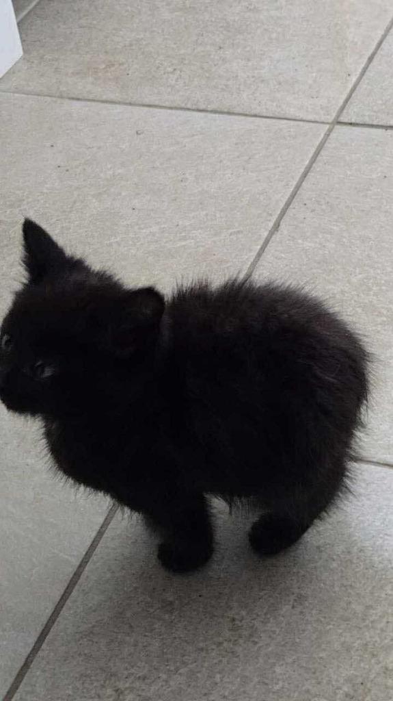 Luther, a Adoptable mixed breed in Tulsa, OK image 1/6