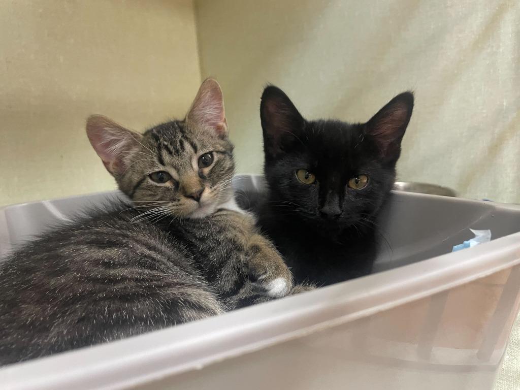 Enlarge Luther, a Adoptable mixed breed in Tulsa, OK image 1/6