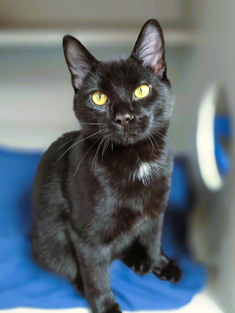 Enlarge Luther, a Adoptable mixed breed in Tulsa, OK image 5/6