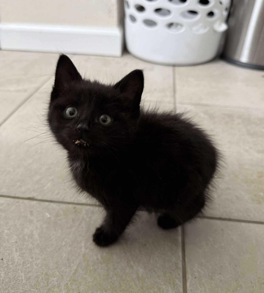 Luther, a Adoptable mixed breed in Tulsa, OK image 2/6