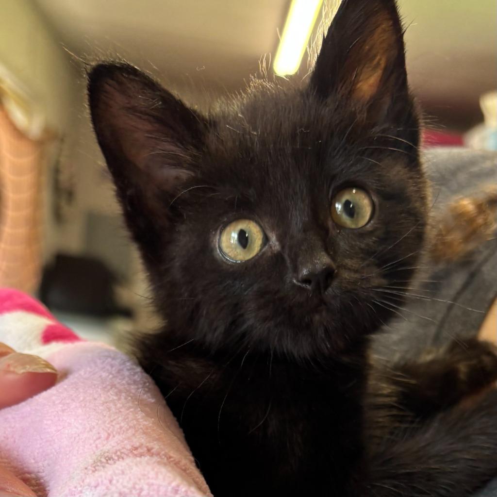 Luther, a Adoptable mixed breed in Tulsa, OK image 3/6