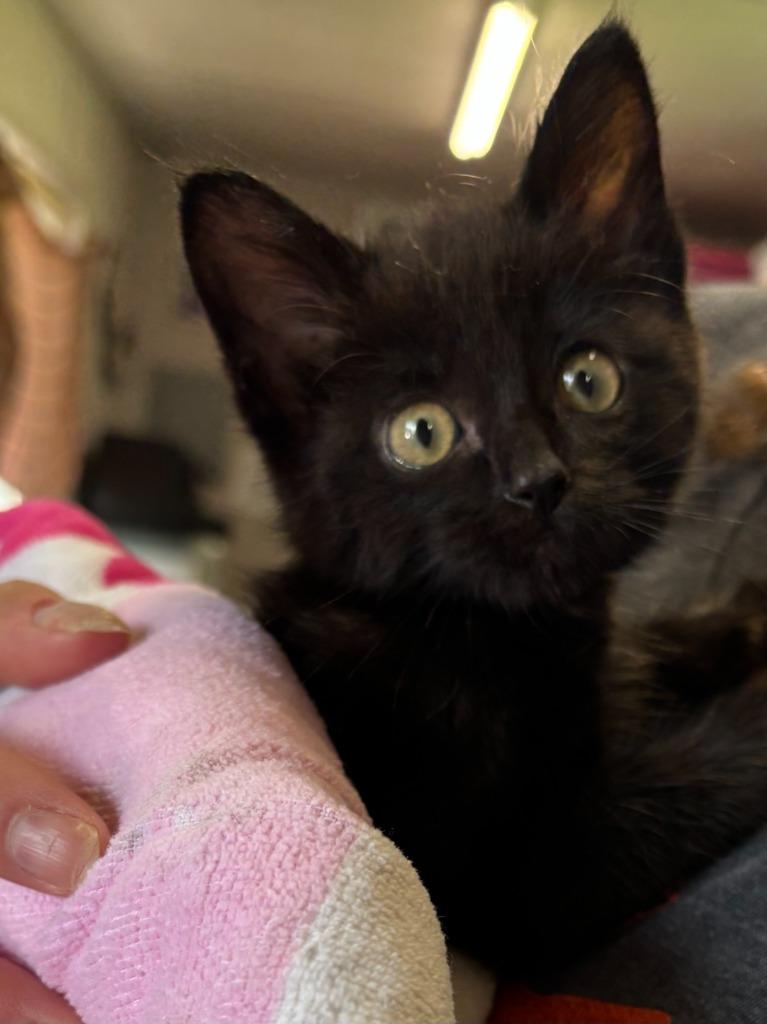 Enlarge Luther, a Adoptable mixed breed in Tulsa, OK image 3/6