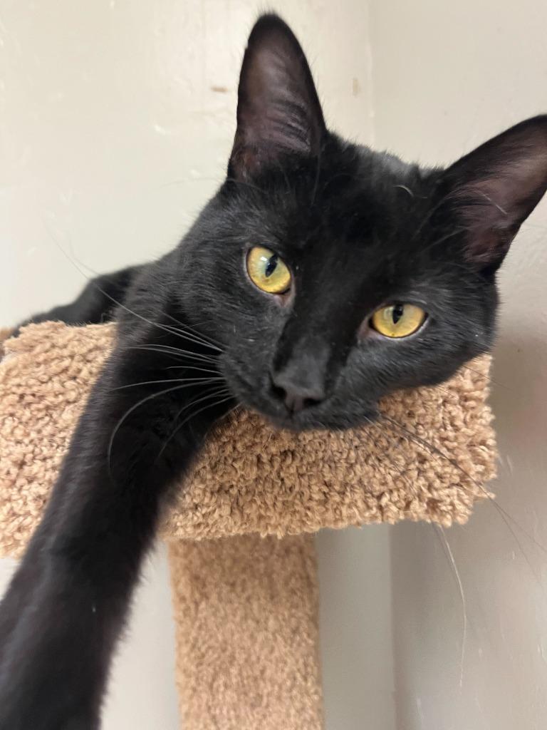 Luther, Adoptable, Kitten Male Domestic Medium Hair.