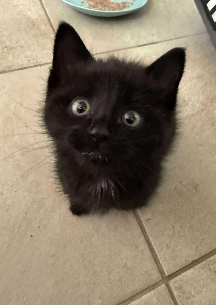 Luther, Adoptable, Young Male Domestic Medium Hair.