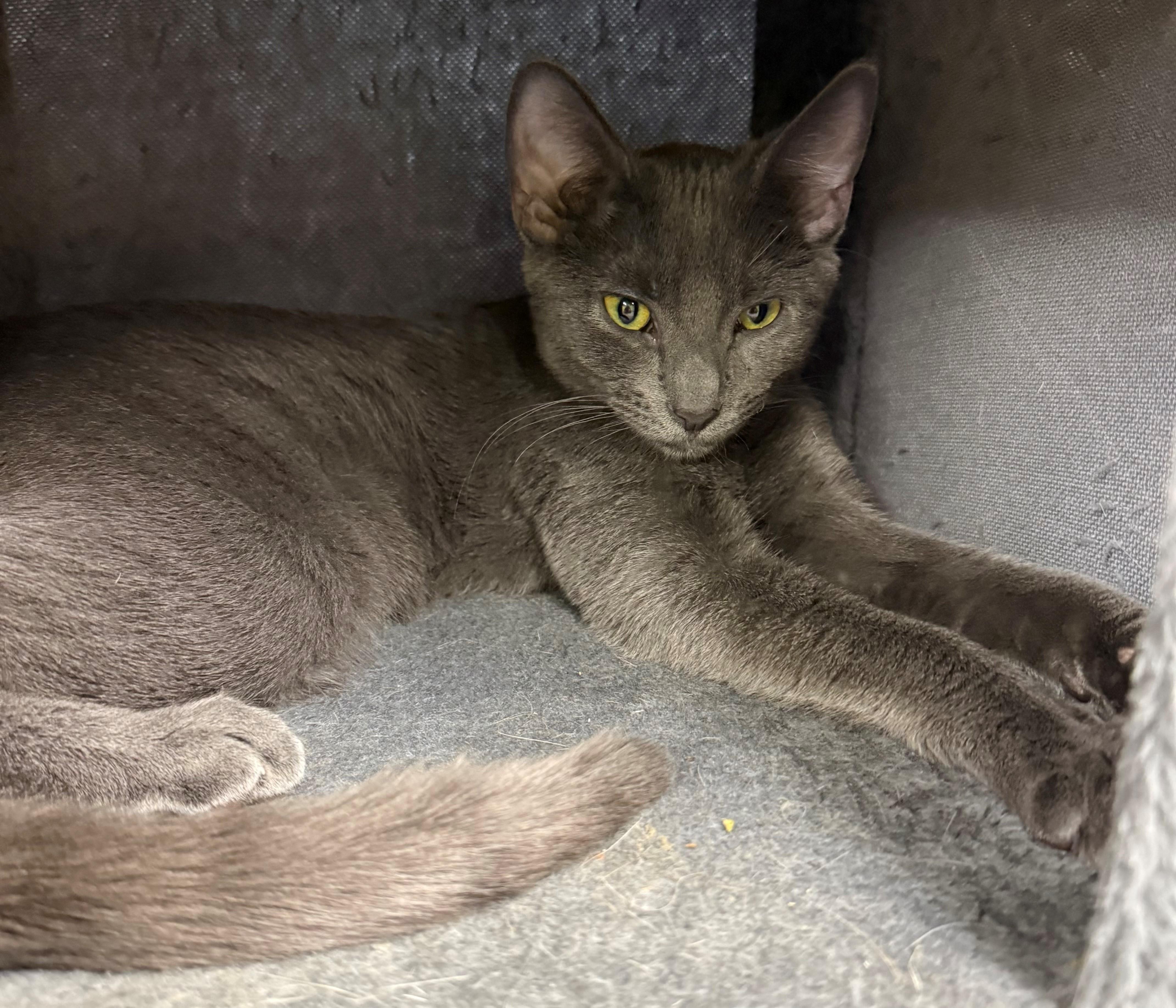 Carmella Creeper, adopted, Kitten Female Domestic Short Hair.