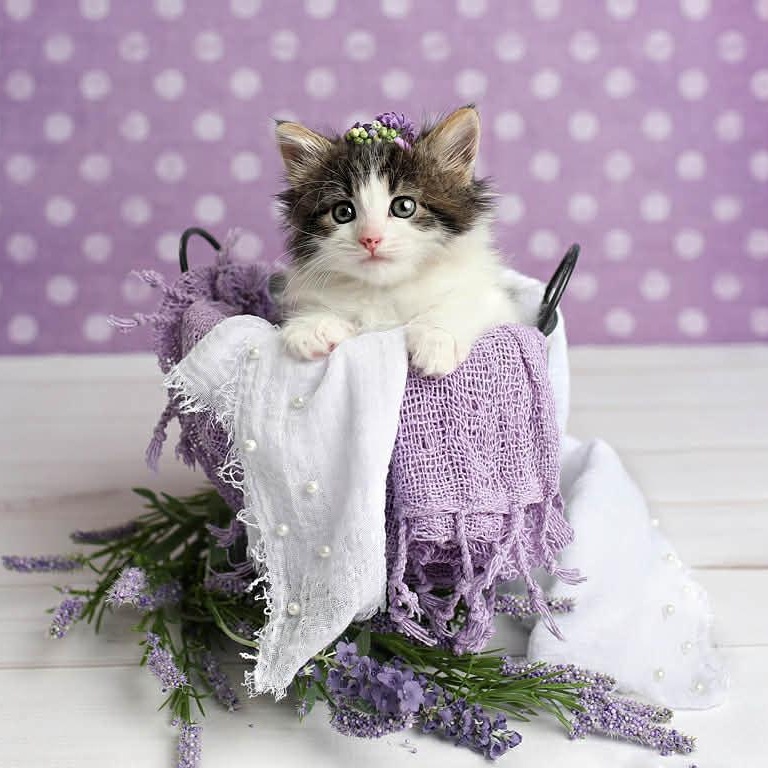 Norah, an adoptable Ragdoll, Domestic Medium Hair in Saint George, UT, 84790 | Photo Image 1