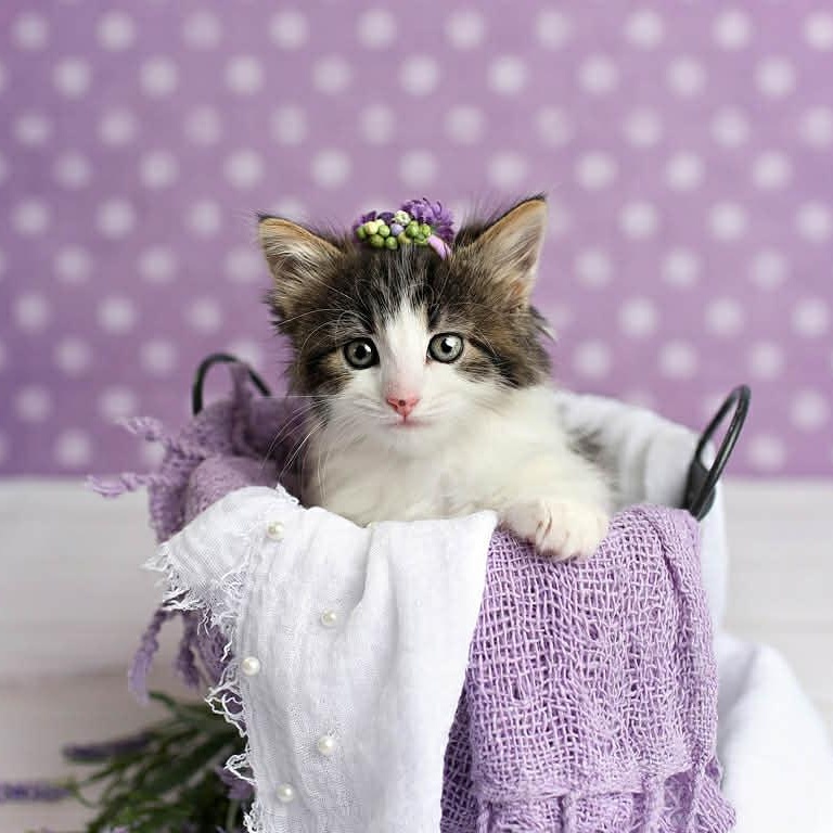 Norah, an adoptable Ragdoll, Domestic Medium Hair in Saint George, UT, 84790 | Photo Image 2