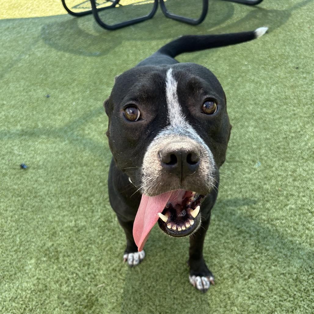Enlarge Hilliard, a Adoptable Pit Bull Terrier in Bryan, TX image 1/6