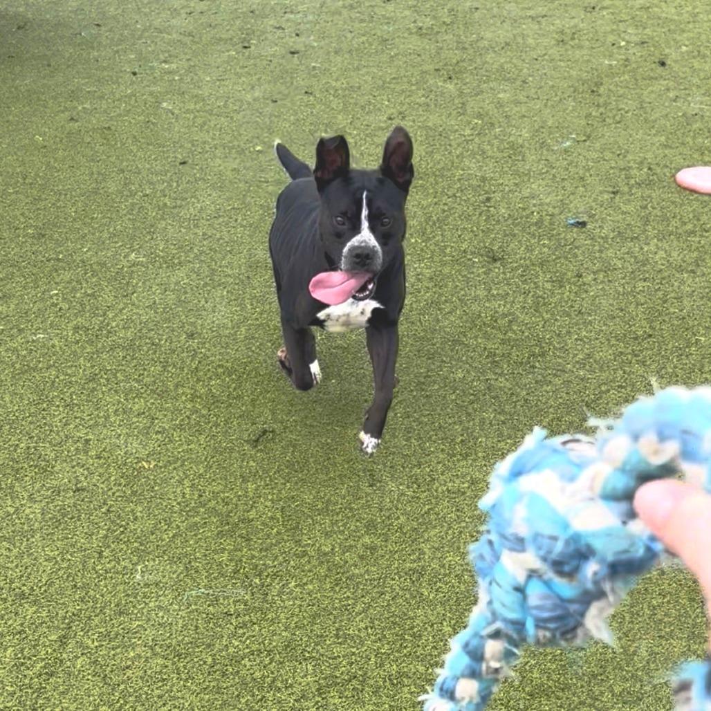 Enlarge Hilliard, a Adoptable Pit Bull Terrier in Bryan, TX image 3/6