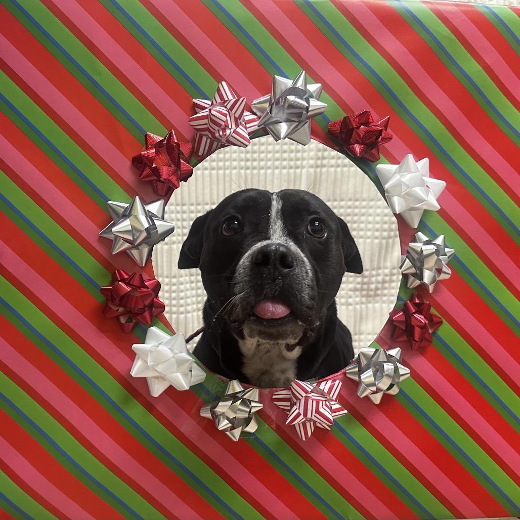 Enlarge Hilliard, a Adoptable Pit Bull Terrier in Bryan, TX image 4/6