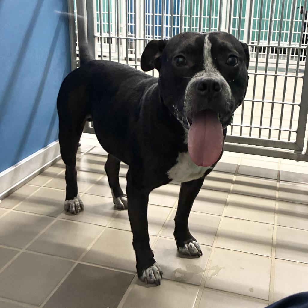 Enlarge Hilliard, a Adoptable Pit Bull Terrier in Bryan, TX image 6/6