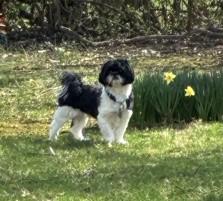 Enlarge Teddy, an adopted Shih Tzu in Maineville, OH image 5/6