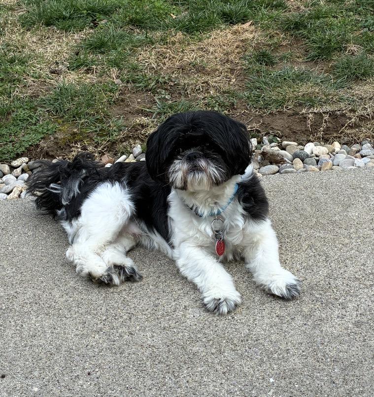 Enlarge Teddy, an adopted Shih Tzu in Maineville, OH image 6/6