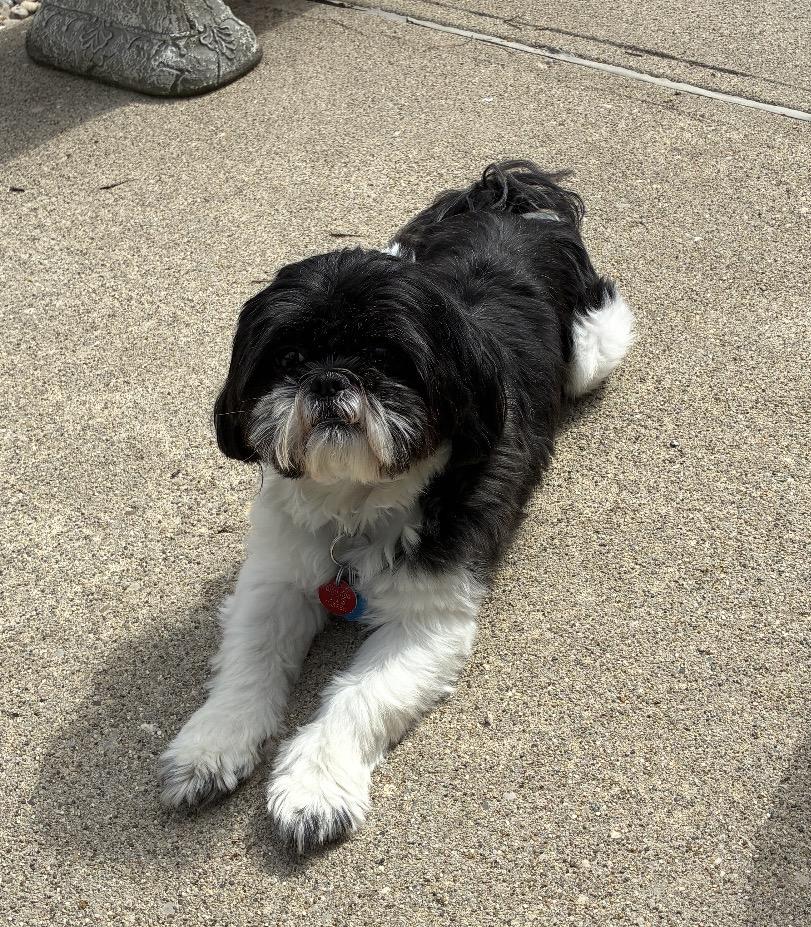 Teddy, adopted, Young Male Shih Tzu.