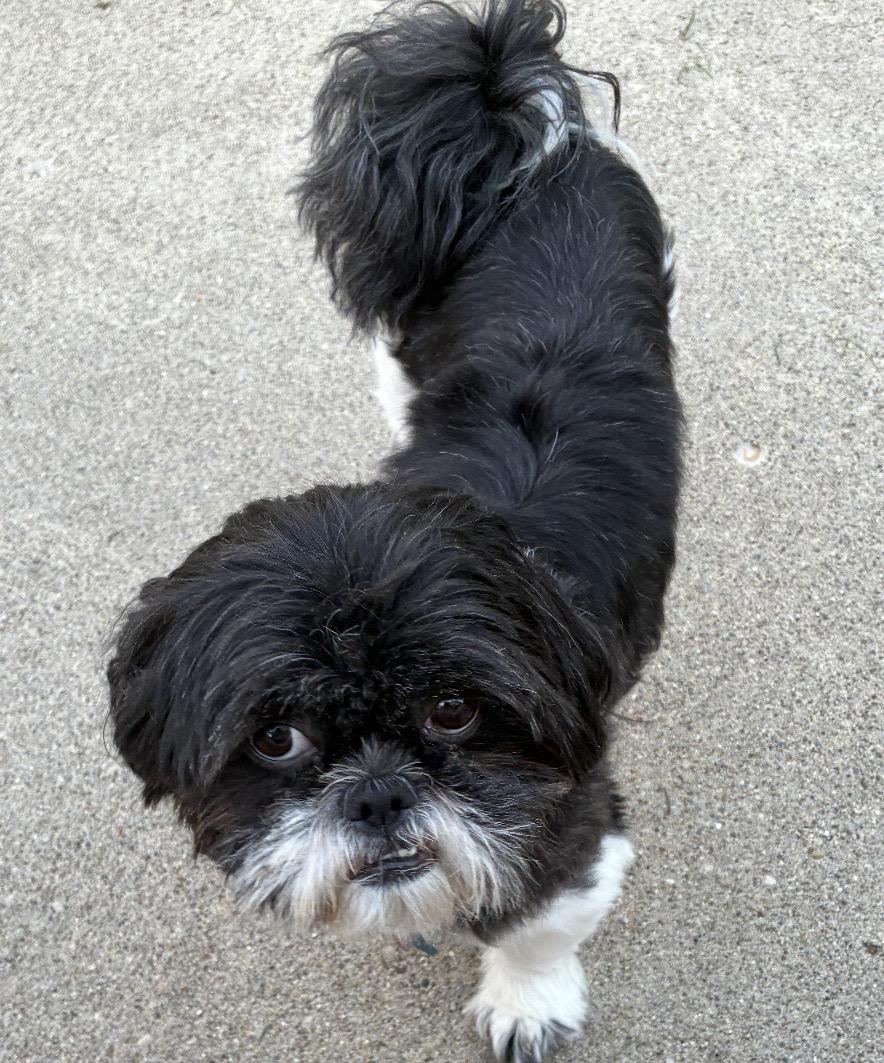 Enlarge Teddy, an adopted Shih Tzu in Maineville, OH image 3/6