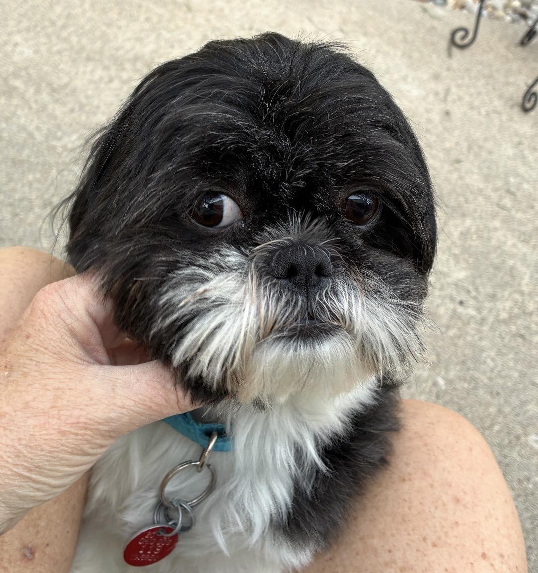 Enlarge Teddy, an adopted Shih Tzu in Maineville, OH image 2/6