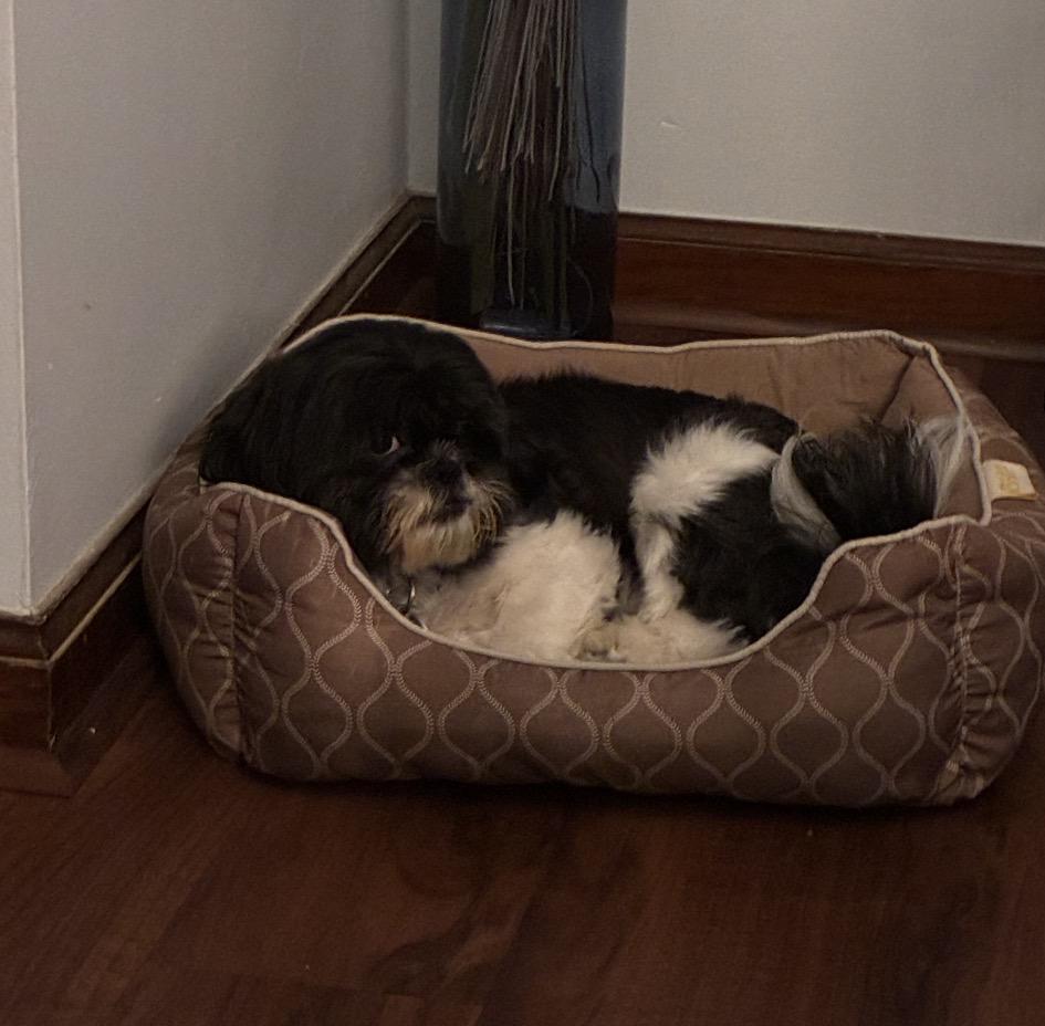 Enlarge Teddy, an adopted Shih Tzu in Maineville, OH image 4/6