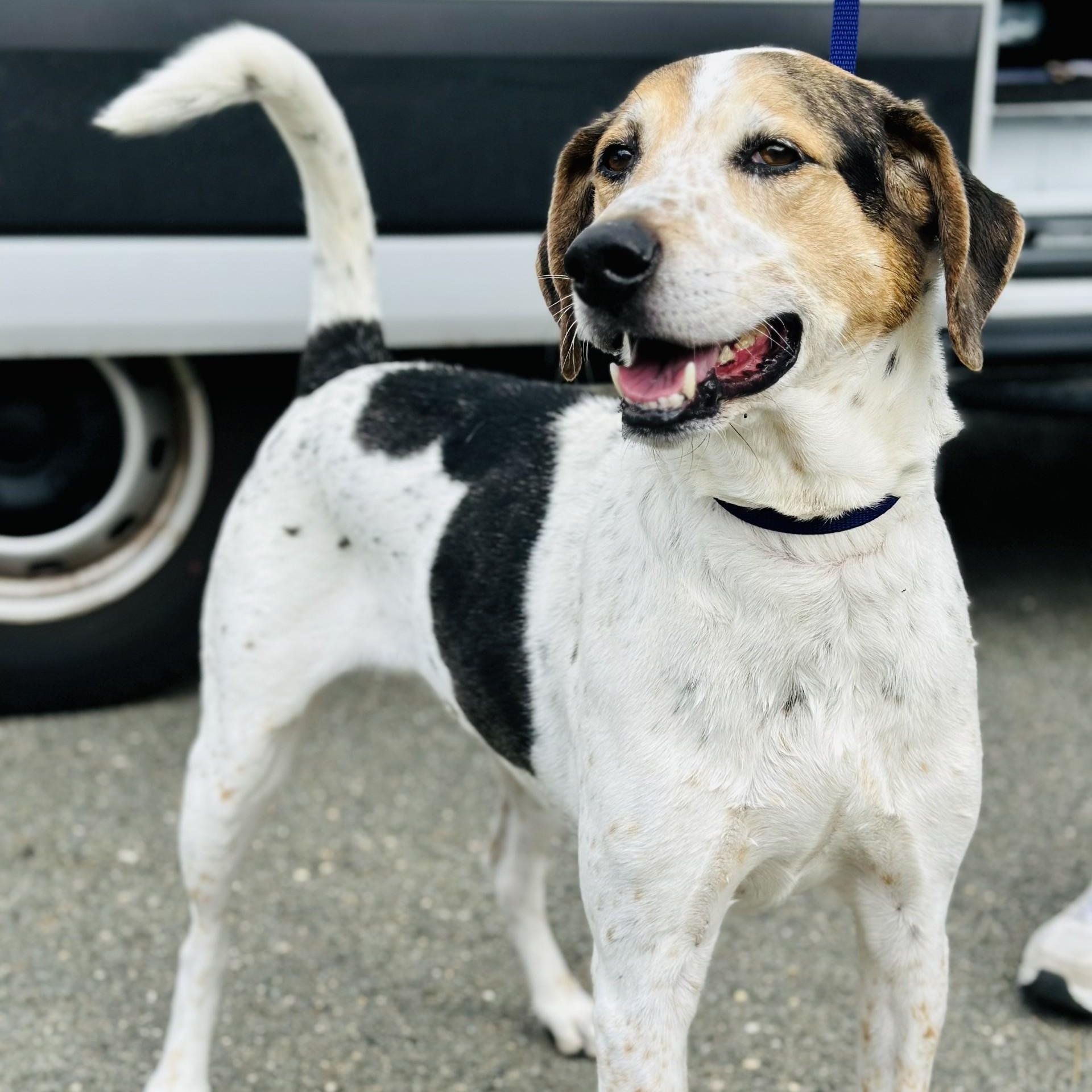 Enlarge Gizmo, an adopted mixed breed in Manahawkin, NJ image 3/4