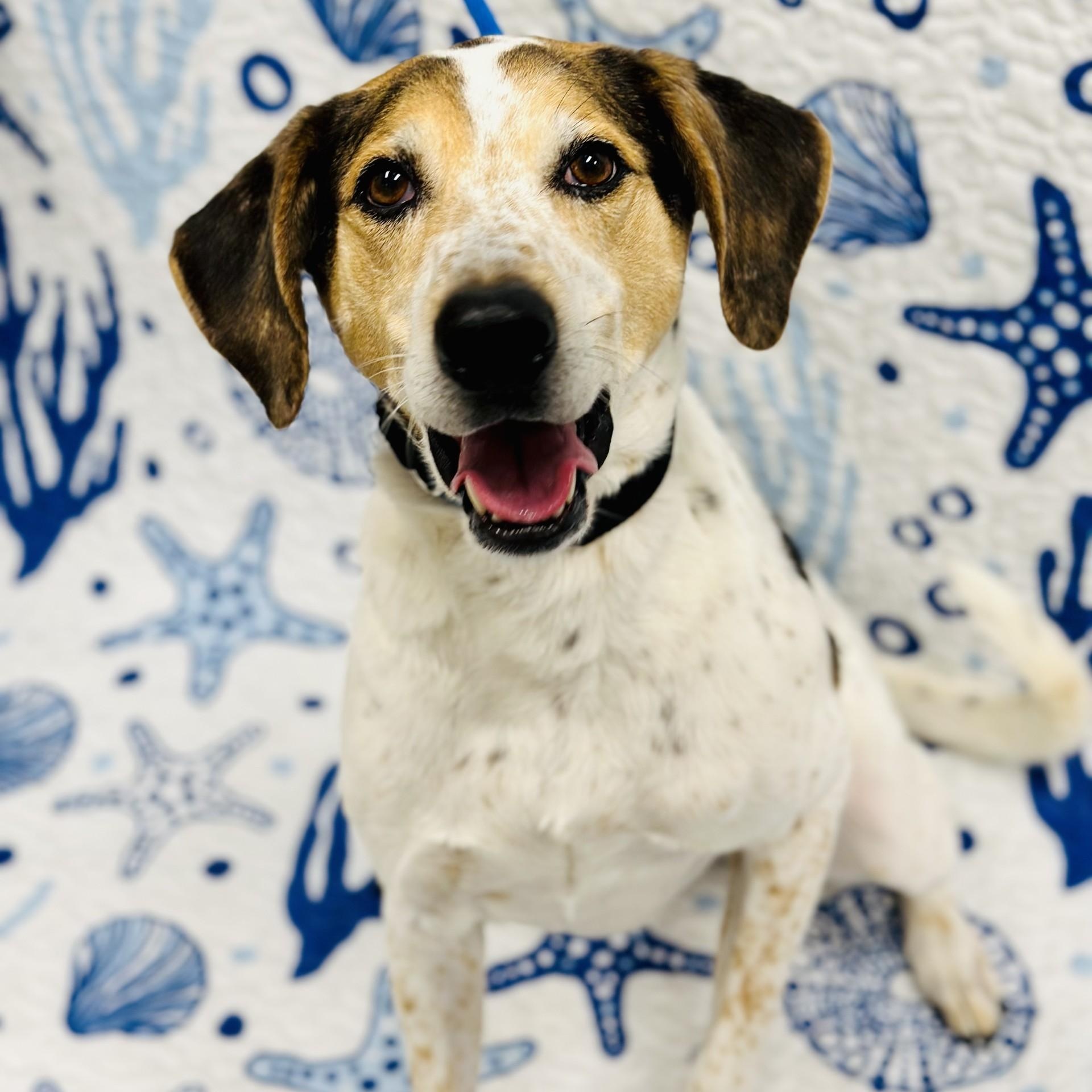 Enlarge Gizmo, an adopted mixed breed in Manahawkin, NJ image 2/4