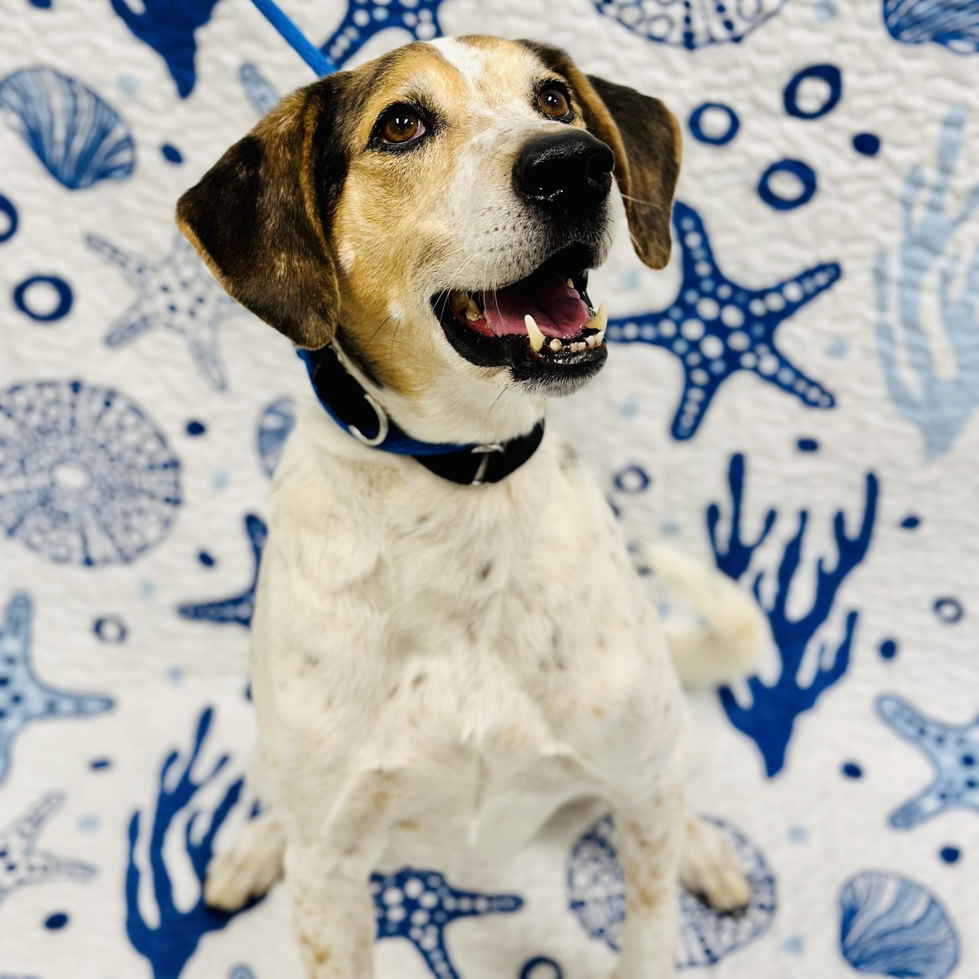 Enlarge Gizmo, an adopted mixed breed in Manahawkin, NJ image 1/4
