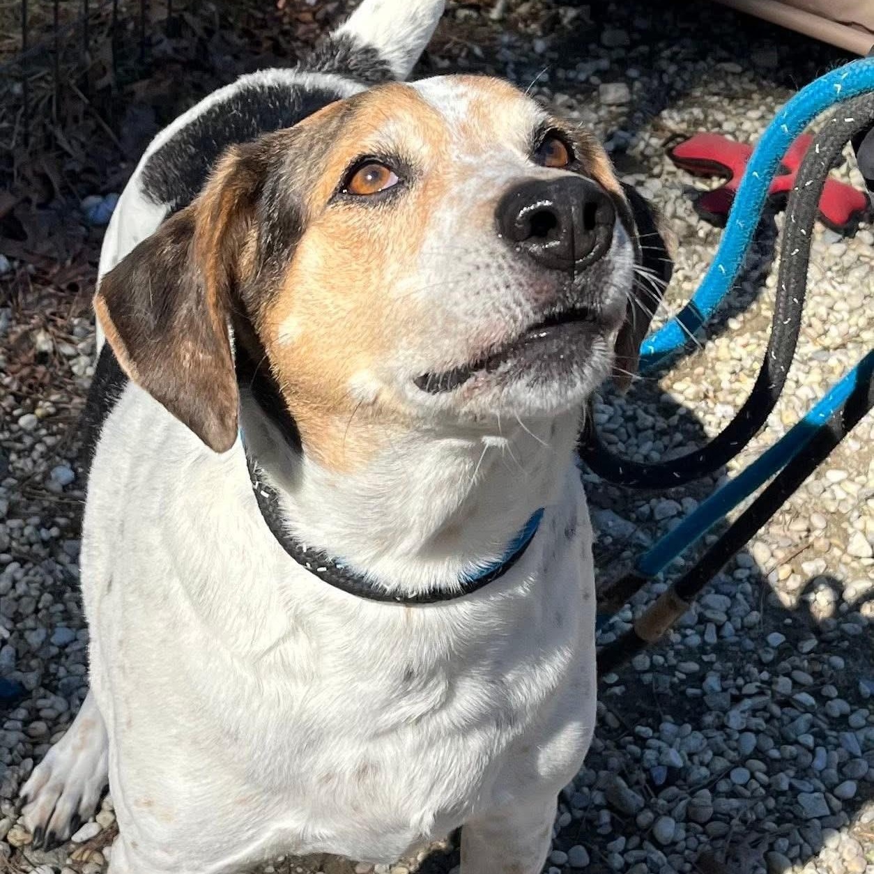 Enlarge Gizmo, an adopted mixed breed in Manahawkin, NJ image 4/4