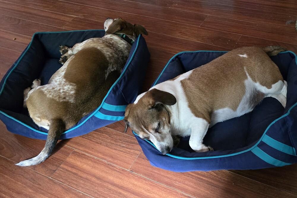 Enlarge Newton, a Adoptable mixed breed in Woodbridge, VA image 1/4