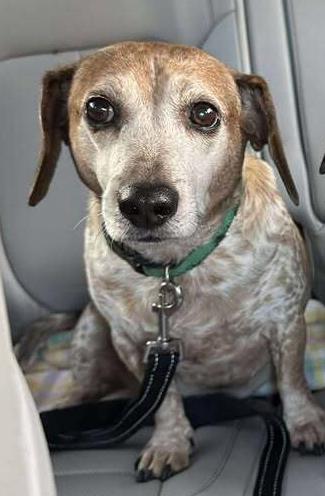 Enlarge Newton, a Adoptable mixed breed in Woodbridge, VA image 2/4