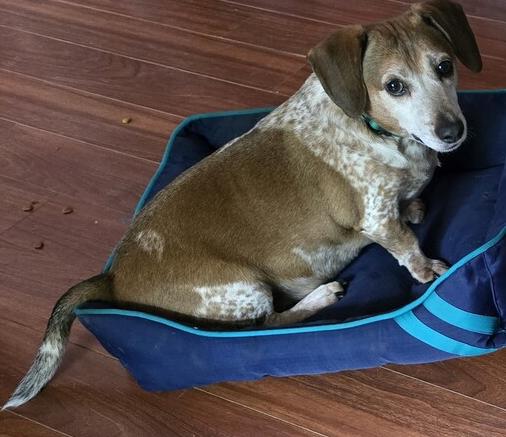 Enlarge Newton, a Adoptable mixed breed in Woodbridge, VA image 3/4