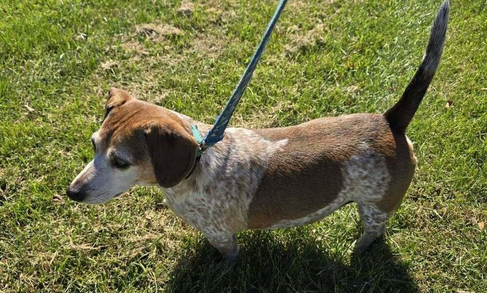 Newton, Adoptable, Senior Male Beagle & Jack Russell Terrier.