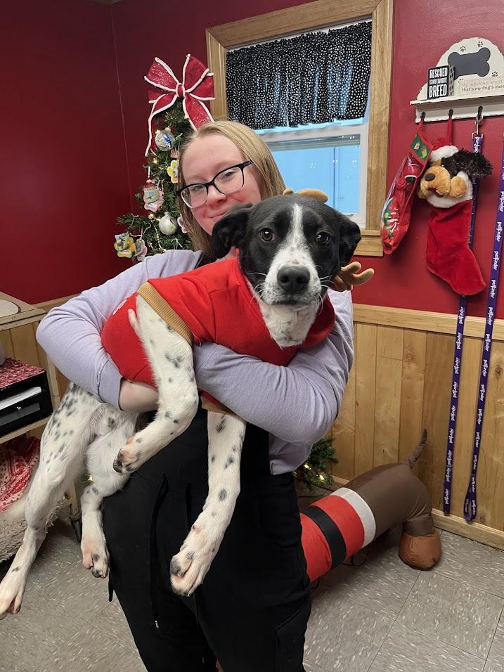 Muttley, a Adoptable mixed breed in Covington, VA image 2/6