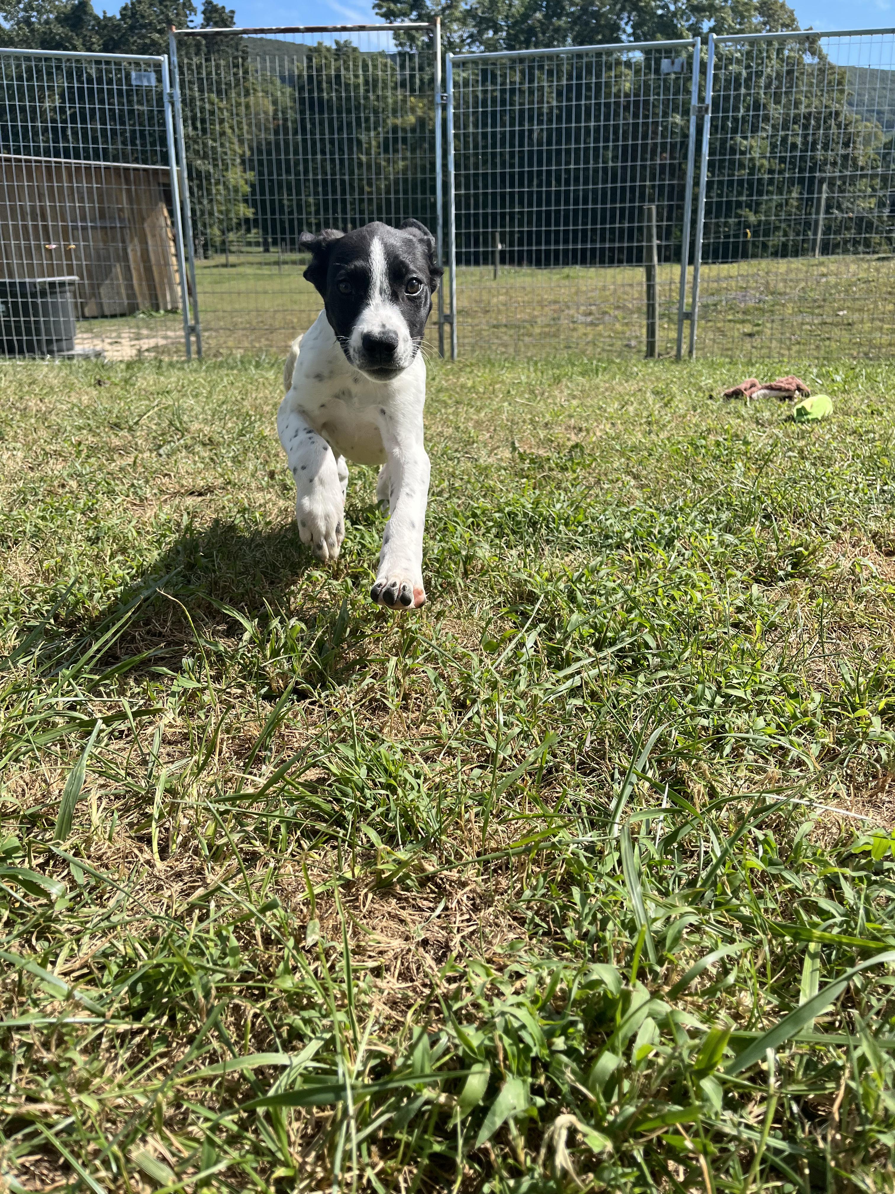 Muttley, a Adoptable mixed breed in Covington, VA image 5/6
