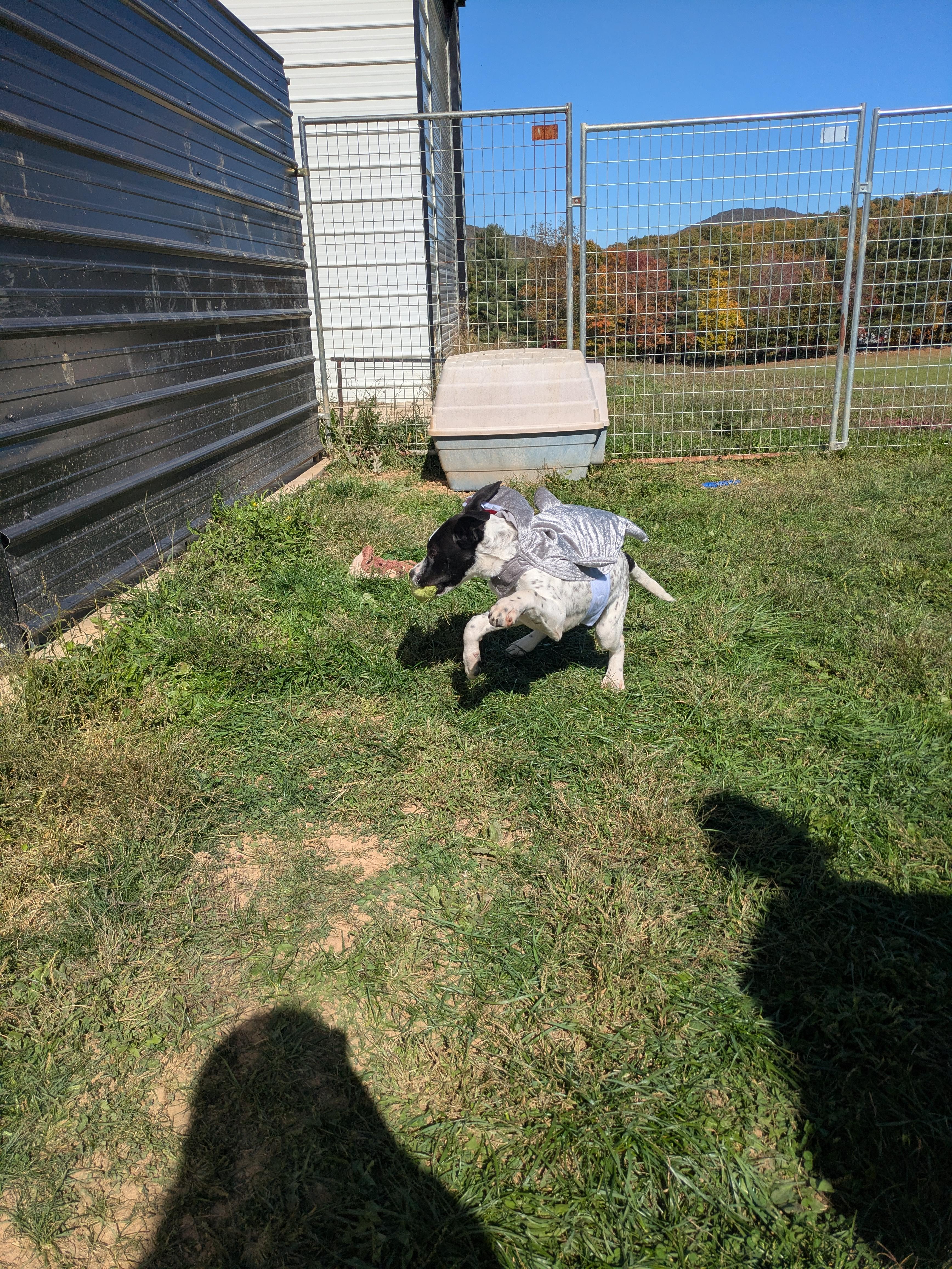 Muttley, a Adoptable mixed breed in Covington, VA image 2/6