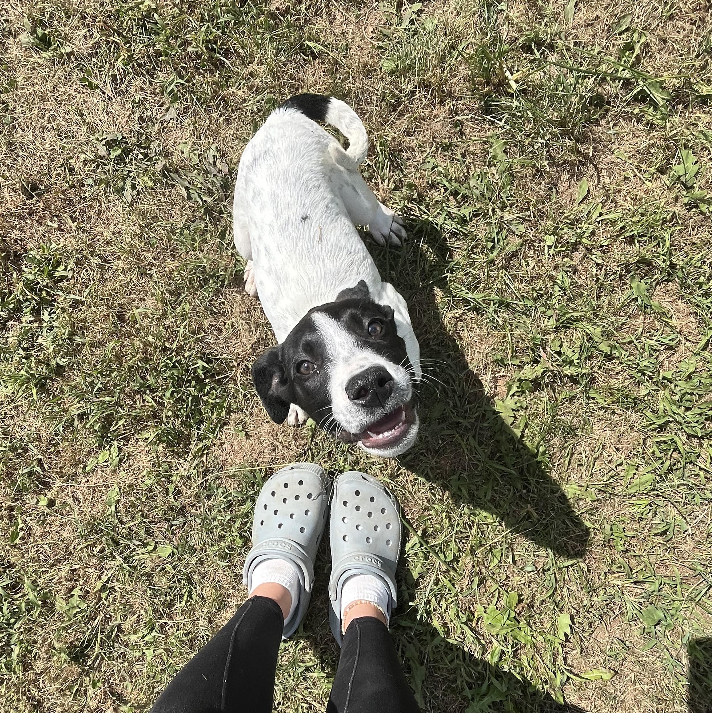 Muttley, a Adoptable mixed breed in Covington, VA image 3/6