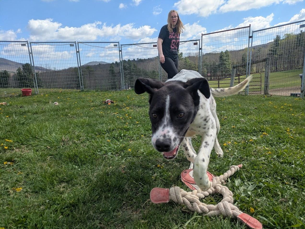 Muttley, Adoptable, Young Male Boxer.