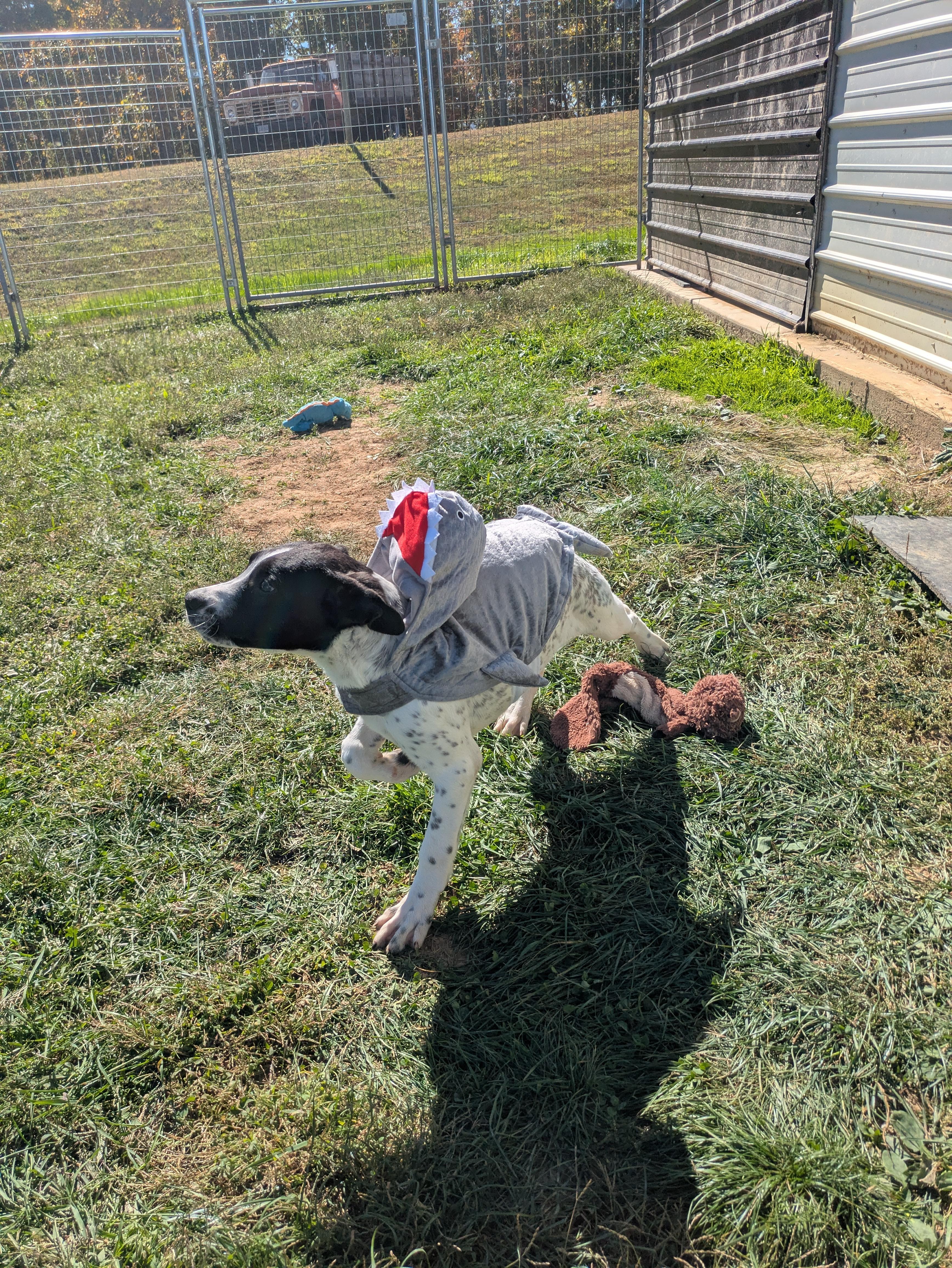 Muttley, Adoptable, Puppy Male Boxer.