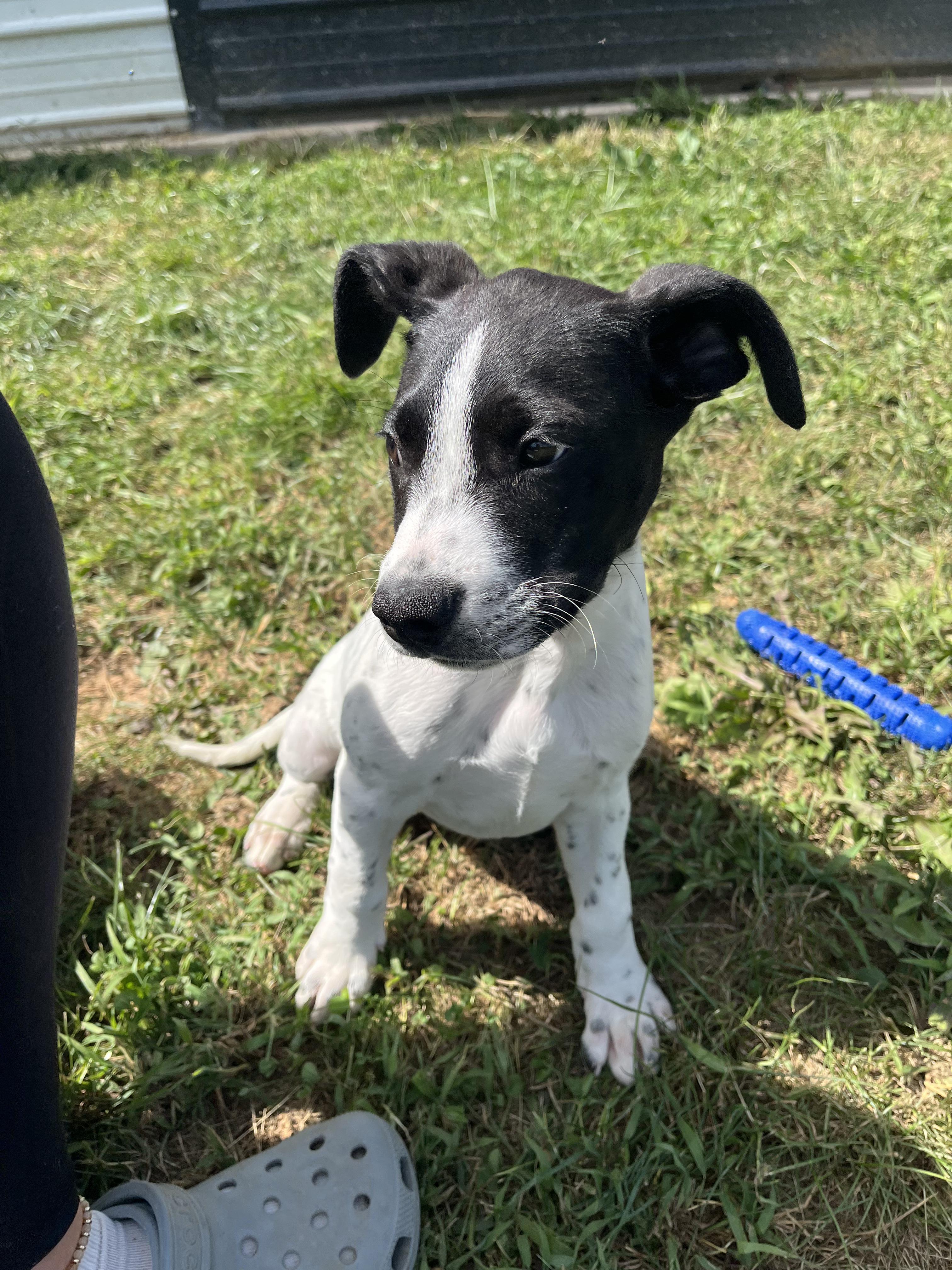 Muttley, a Adoptable mixed breed in Covington, VA image 4/6