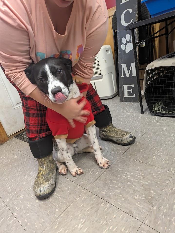 Muttley, Adoptable, Puppy Male Boxer.