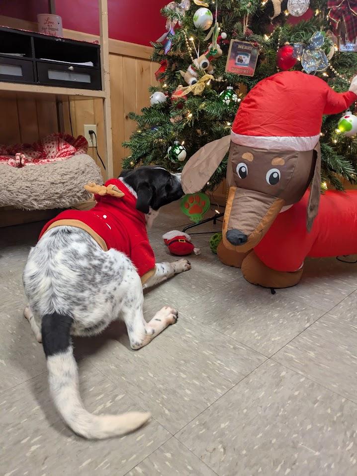 Muttley, a Adoptable mixed breed in Covington, VA image 3/6